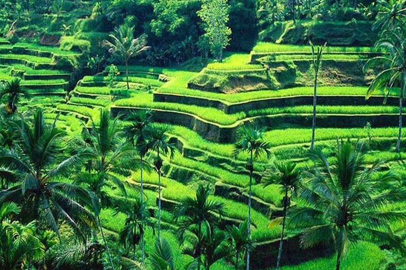 Bali (05 Nights / 06 Days)